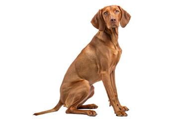 Wall Mural - attentive vizsla sitting and looking at camera isolated on transparent background png
