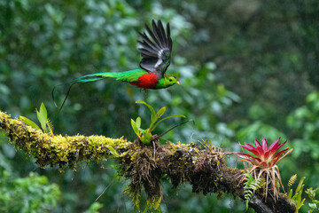 Sticker - Male Resplendent quetzal (Pharomachrus mocinno) in flight, Costa Rica