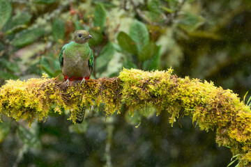 Sticker - Female Resplendent quetzal (Pharomachrus mocinno) on branch, Costa Rica