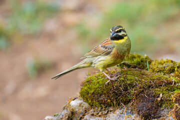 Wall Mural - Cirl Bunting on the moss