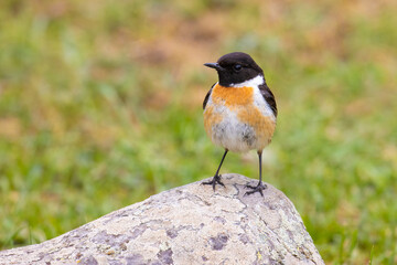 Wall Mural - European Stonechat on a rock