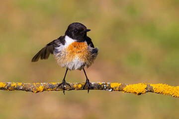 Wall Mural - European Stonechat on a branch