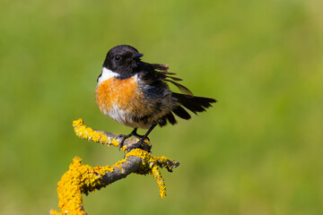 Wall Mural - European Stonechat on a branch