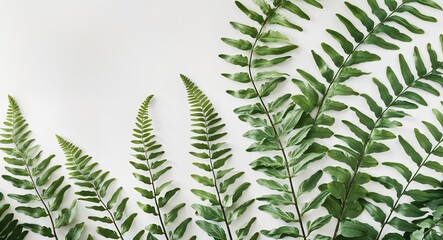 Fern fronds with a soft texture arranged on a plain white background