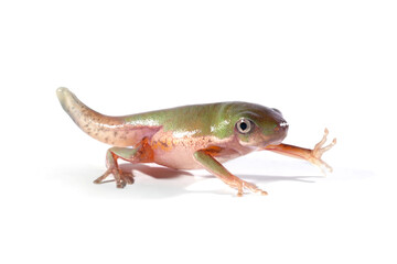 Wall Mural - phyllomedusa hypochondrialis froglet closeup isolated on white background, froglet northern orange-l