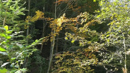 Wall Mural - Different trees on a mountain slope at autumn sunny day