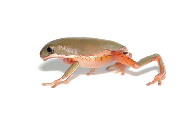 Wall Mural - phyllomedusa hypochondrialis froglet closeup isolated on white background, froglet northern orange-l