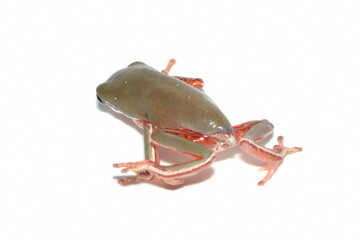 Wall Mural - phyllomedusa hypochondrialis froglet closeup isolated on white background, froglet northern orange-l