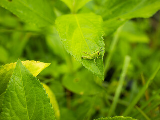 A small green grasshopper perched on a leaf.