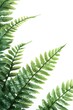 © Goncharenko - Plant Close Up
