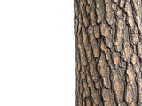 Dramatic monochrome, textured tree trunk isolated against a deep black background
