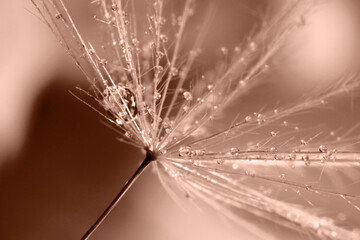seed of dandelion flower with water drops on blurred background, macro view. toned in trendy color o