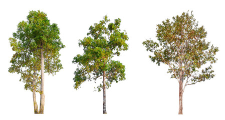 Poster - PNG high quality collection tree transparent background, easy to drag and drop