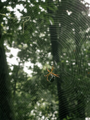 spider on web