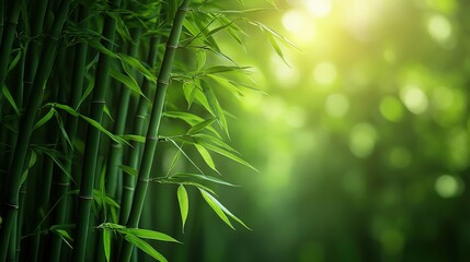 Wall Mural - Lush green bamboo forest with sunlight filtering through leaves, creating a serene atmosphere