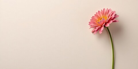 Poster - A Single Delicate Pink Flower on a Soft Background, Perfect for Minimalist Designs and Elegant Presentations