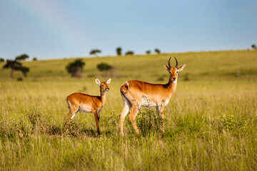 kob antelope with baby in the african savannah