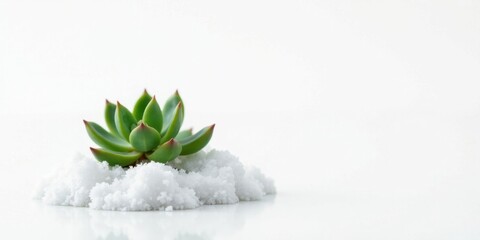 Poster - A Vivid Green Succulent Nestled in a Mound of Sparkling White Crystals on a Pristine White Surface