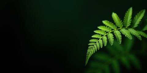 Aufkleber - A Vibrant Green Fern Frond Against a Dark Background, Evoking a Sense of Tranquility and Natural Beauty
