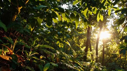 Aufkleber - A lush rainforest canopy with sunlight streaming through, highlighting the vibrant greens and creating patterns of shadow on the forest floor.
