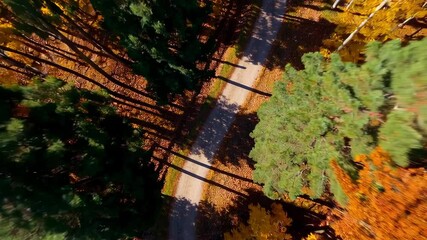 Fototapete - Top-down view of a winding forest trail surrounded by autumn foliage in vibrant orange, yellow, and red tones, designed for seasonal campaigns.
