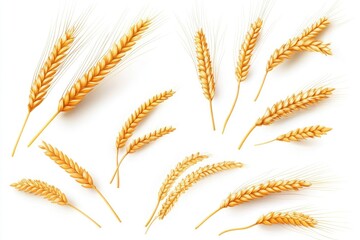 Wall Mural - Freshly harvested wheat grains on a clean white background, ideal for food or agricultural uses