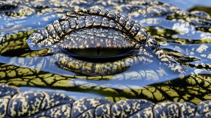 Poster - Close-up of a crocodile eye with detailed texture reflecting surroundings, wildlife and nature concept