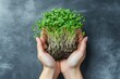© BogdanNikolic - Woman's hands holding microgreen sprouts