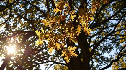 Poster - Sunlit oak leaves in a forest, nature detail. Autumn foliage against clear sky, peaceful tranquility concept