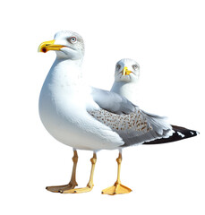 Wall Mural - seagulls pair - isolated on white background