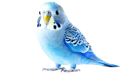 blue budgie parrot on white background