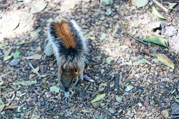 red and grey mexican squirrel ( chipmunk ) on a tree in chapultepec park mexico city. wildlife in th