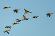 © Gabe - Canada geese flying in v formation