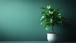 © Myxafly - Modern Indoor Plant on Green Background