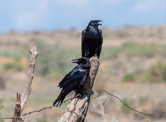 Wall Mural - Pair of Common Ravens