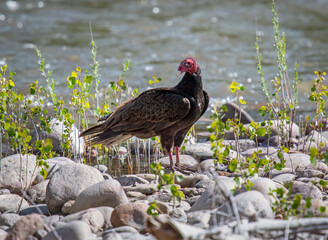 Wall Mural - Turkey Vulture