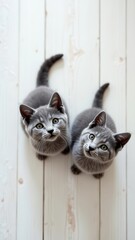 Wall Mural - Two gray tabby domestic cats kittens sitting closely together, waiting food, looking up with curious expressions on white wooden floor, soft natural light, pet care, veterinary, animal lovers