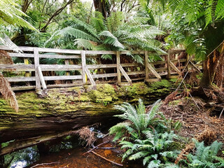 Giant fallen tree trunk used as a bridge over a stream in the temperate rainforest of Evercreech Forest Reserve, Tasmania, Australia
