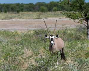 lone oryx in the grass of namibia