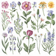 © pascal - Botanical Illustration of Edible Flowers and Herbs