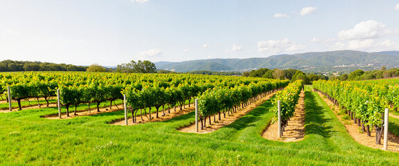 Lush vineyard landscape under bright sunlight, nature's beauty