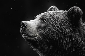 grizzly bear portrait in black and white rain