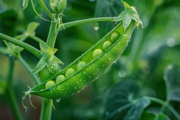 Poster - open pea pod revealing fresh peas growing in a field after the rain