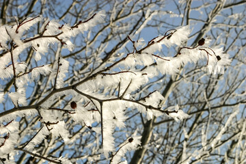 Wall Mural - A branch covered in snow and ice