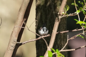 Poster - long tailed tit in a forest