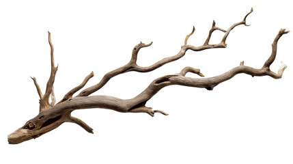 branch of dry tree isolated on transparent white background, clipping path