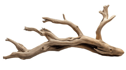 branch of dry tree isolated on transparent white background, clipping path