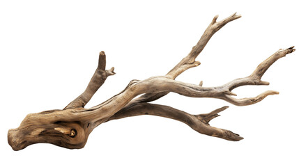 branch of dry tree isolated on transparent white background, clipping path