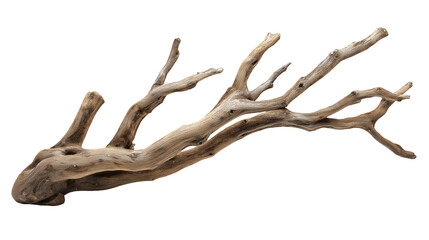 branch of dry tree isolated on transparent white background, clipping path
