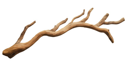 branch of dry tree isolated on transparent white background, clipping path